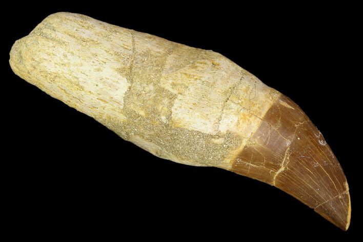 Fossil Rooted Mosasaur (Prognathodon) Tooth - Morocco #116891
